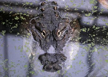 Descubren un caimán en alcantarilla de Weslaco
