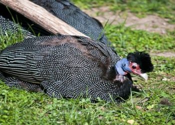 Hallan una extraña gallina africana en Nuevo Laredo
