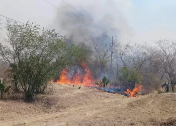 Afectadas más de mil 700 hectáreas en Tamaulipas por incendios forestales 