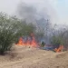 Afectadas más de mil 700 hectáreas en Tamaulipas por incendios forestales 