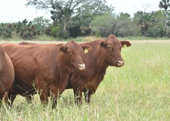 Ganaderos de Nuevo Laredo en crisis por sequía y cierre de exportaciones