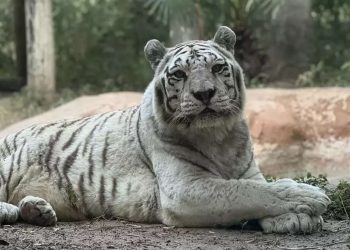Adiós a Neb, el majestuoso tigre blanco