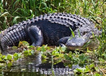 Alertan sobre avistamiento de caimán en McAllen