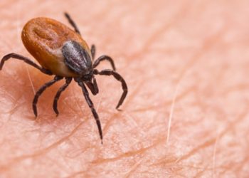 Primer caso de rickettsiosis en Tamaulipas en 2025