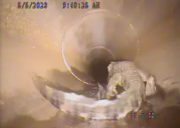 Descubren un caimán en el sistema de alcantarillado de Florida