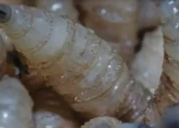 Detectan en Acacoyagua, Chiapas primer caso de gusano barrenador en humano