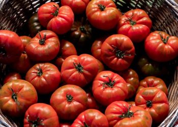 EU impone aranceles a los tomates mexicanos