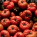 EU impone aranceles a los tomates mexicanos