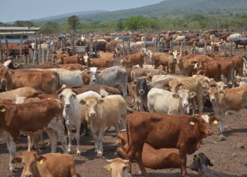 Fortalece Tamaulipas medidas sanitarias contra el gusano barrenador