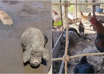 Casa infestada de animales muertos puso a niños en peligro