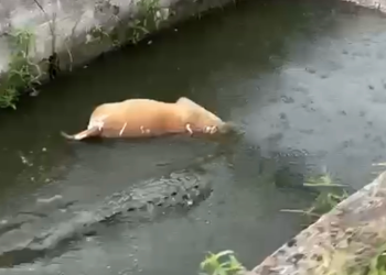 Buscan a cocodrilo que devoró a un perro en Madero