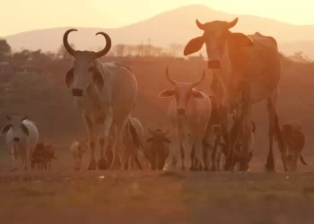 Confirma Salud seis casos de gusano barrenador en humanos en México