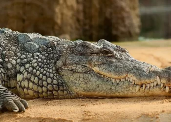 Henry, el cocodrilo más longevo del mundo