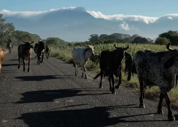 EU mantiene bloqueo a ganado mexicano; invertirán 21 mdd en planta para frenar el gusano barrenador