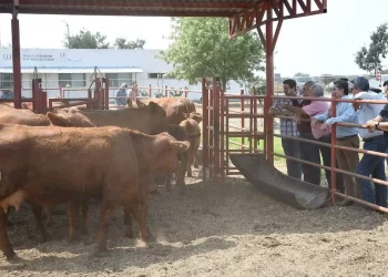 Cierre de frontera podría generar pérdidas de mil 200 mdp a ganaderos de Tamaulipas