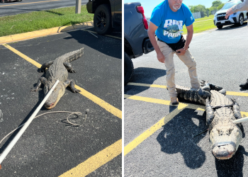 Capturan a enorme caimán en centro de detención de Texas