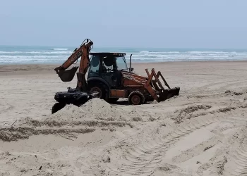 Denuncian presunto ecocidio en zona de tortugas lora en Playa Miramar: Profepa investiga 