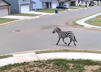 Cebra escapa y causa caos en autopista de Tennessee