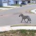 Cebra escapa y causa caos en autopista de Tennessee