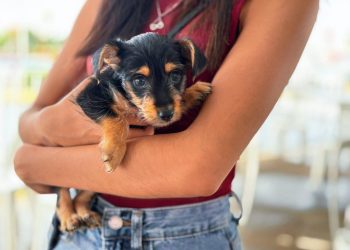 Mejora Gobierno de Reynosa la vida de gatitos y perritos con adopciones
