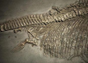 Detectan cáncer en fósil de dinosaurio; abre nuevas vías para la medicina