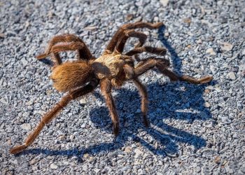 Aumentan plagas y avistamiento de tarántulas en el Valle
