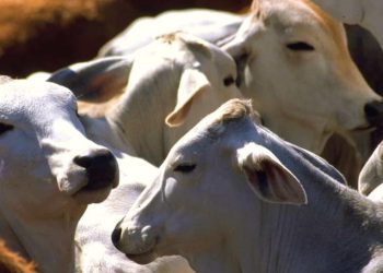 UAT ofrecerá conferencias sobre el gusano barrenador y su impacto en la salud pública