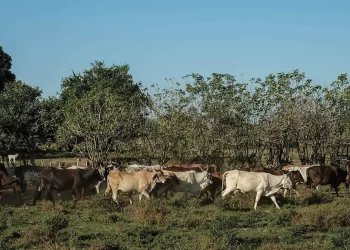 EU reabrirá puertos ganaderos tras control del gusano barrenador
