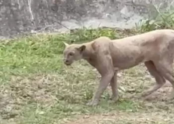 Puma desciende de la sierra y caza a gato en zona residencial de Monterrey