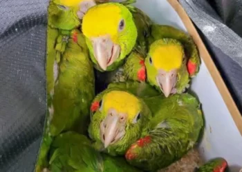 Aseguran 20 loros ocultos en vehículo en puente internacional