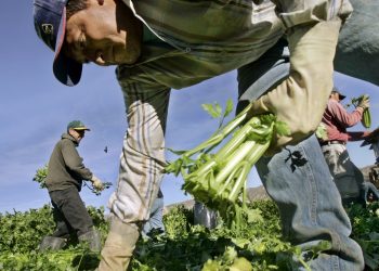 Proponen agilizar visas H-2A para enfrentar escasez de mano de obra agrícola en el Valle