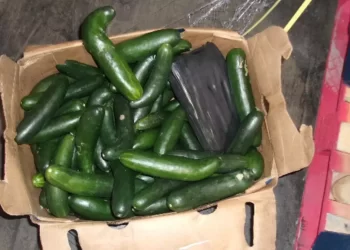 Descubren 700 libras de metanfetamina ocultas entre pepinos en Georgia