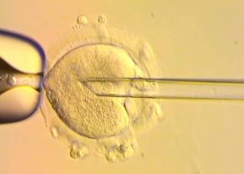 Nacen bebés con tres padres gracias a innovadora técnica genética