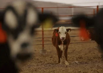 Cierra EE. UU. frontera ganadera con México por nuevo brote de gusano barrenador