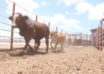 México enfrenta riesgo sanitario por tráfico ilegal de ganado
