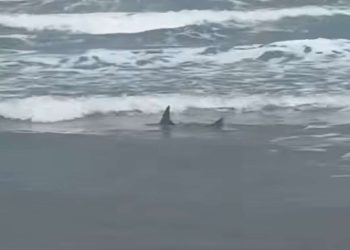 Alerta en South Padre Island por avistamientos de tiburones