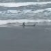 Alerta en South Padre Island por avistamientos de tiburones