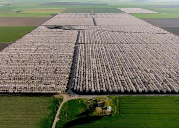 Huertos de almendras en California sufren una plaga de ratas sin precedentes