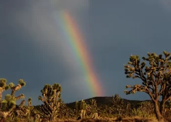Hallan restos cremados en el desierto de Nevada