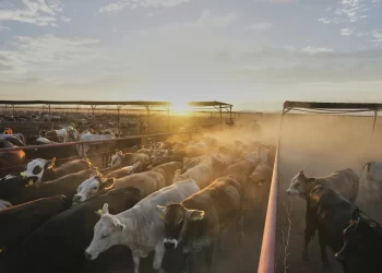 Ganaderos mexicanos se vuelcan al mercado nacional ante cierre de exportación a EU
