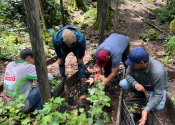 Reforesta SEDUMA 5 mil árboles en la Biosfera El Cielo