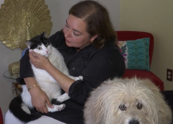 Muerte Misteriosa de Animales Alarma a Vecinos en McAllen