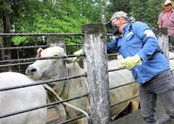 Tamaulipas refuerza vigilancia ante posible llegada del gusano barrenador