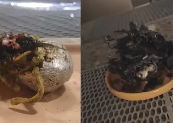 “Venom Panameño” resulta ser un hongo y no una criatura alienígena