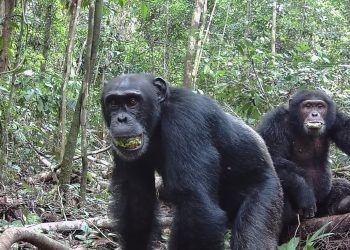 Estudio revela porqué los chimpancés consumen alcohol y eso podría explicar nuestra afinidad por el mismo