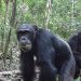 Estudio revela porqué los chimpancés consumen alcohol y eso podría explicar nuestra afinidad por el mismo
