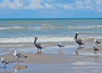 Confirman brote de influenza aviar H5 en Playa Bagdad, Matamoros; suman 400 aves muertas