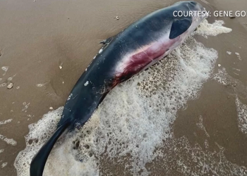 Hallan ballena pigmea muerta en South Padre Island