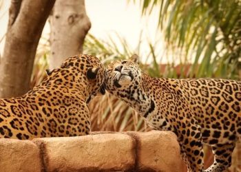 Contribuye Tamaulipas en la conservación del jaguar