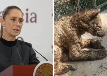 Maltrato de osa en NL llega a la mañanera